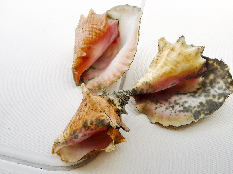 Conch | Something New For Dinner