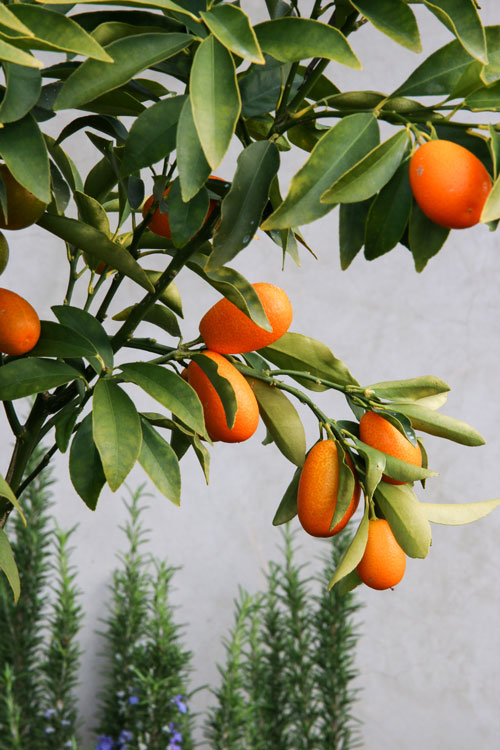 Kumquat tree | Something New For Dinner