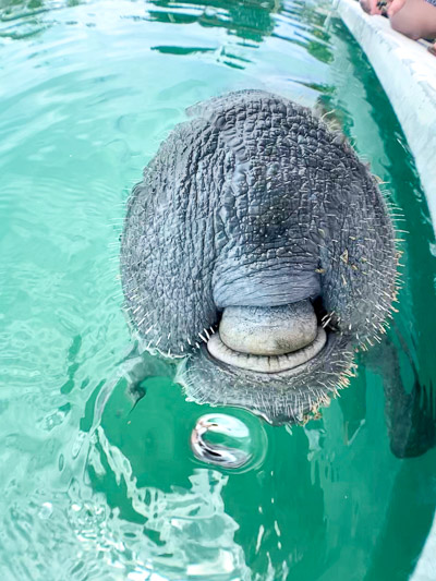Bob the manatee and his big smile | Something New For Dinner