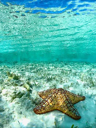 Bahamian Starfish | Something New For Dinner