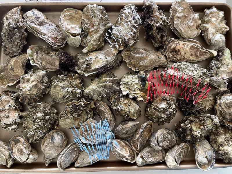 How to throw a raw oyster party | Something New For Dinner